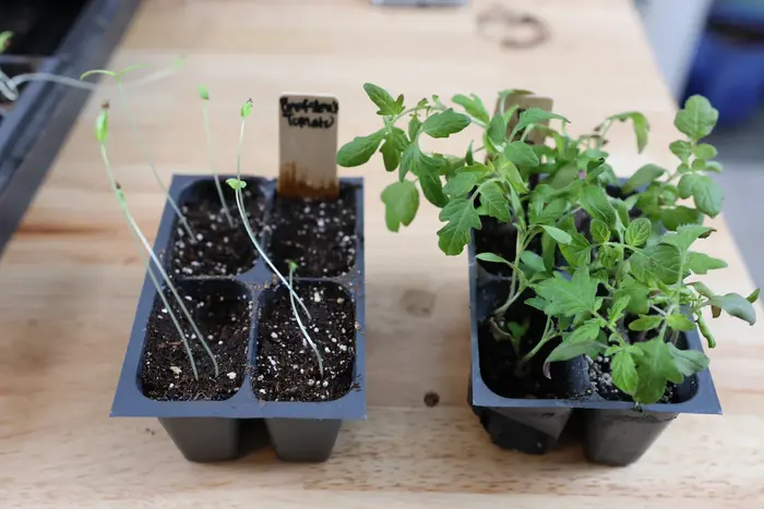 Before and after propagation of a String of Pearls showing fuller growth