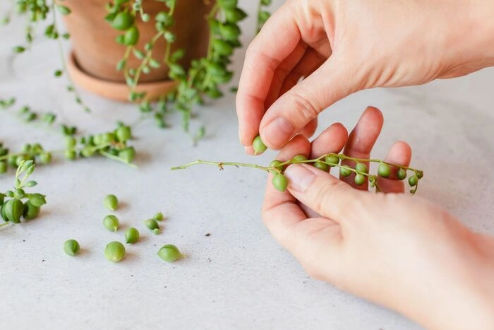 How to Propagate a String of Pearls